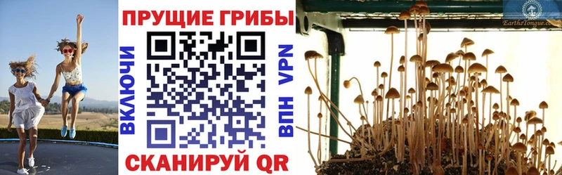 Псилоцибиновые грибы Cubensis  дарнет шоп  Спасск-Дальний 